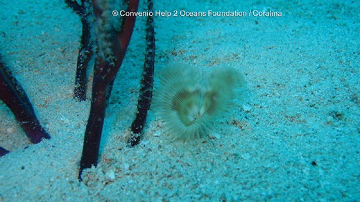 Banded tube anemone (8)